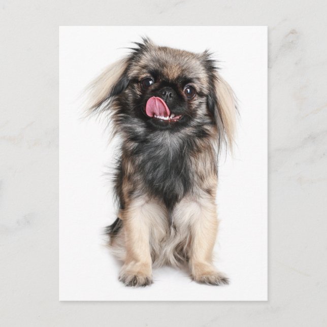 Pekingese Puppy Dog Blank Post Card (Front)
