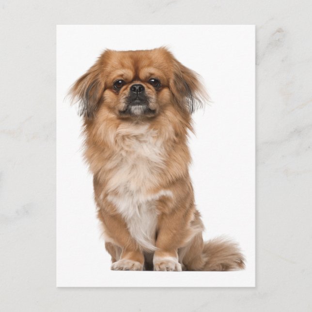 Pekingese Puppy Dog Post Card (Front)