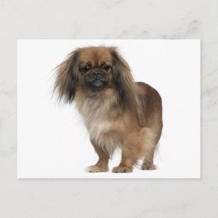 Pekingese Puppy Dog Post Card