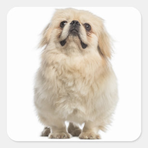 Pekingese Puppy Dog Sticker / Seal