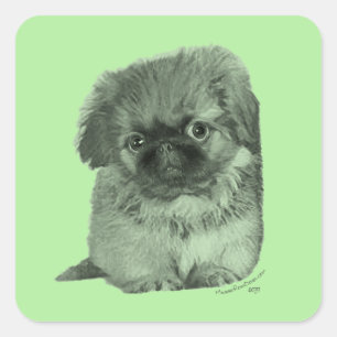 Pekingese Puppy Green Square Sticker