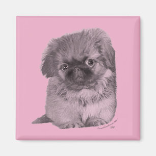 Pekingese Puppy in Pink Magnet