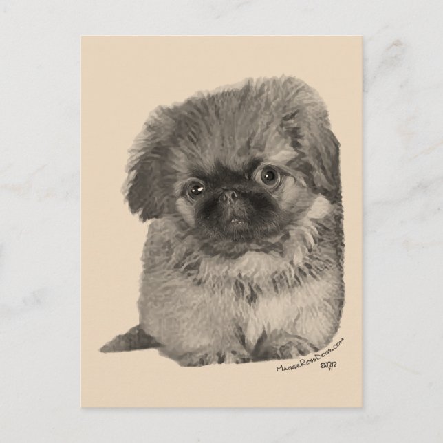 Pekingese Puppy Postcard (Front)