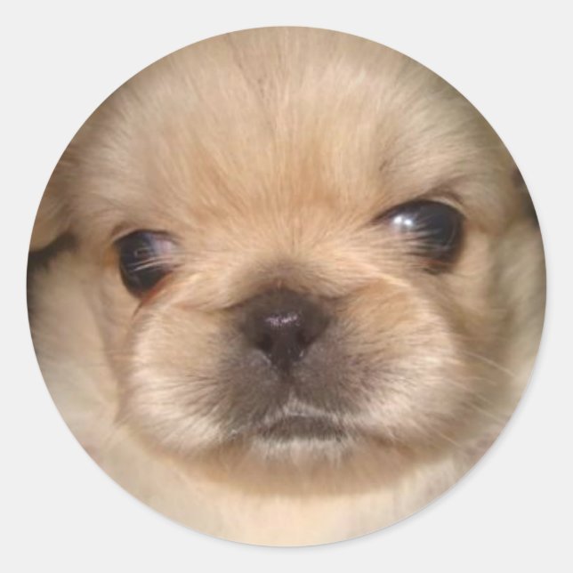 pekingese puppy sticker (Front)