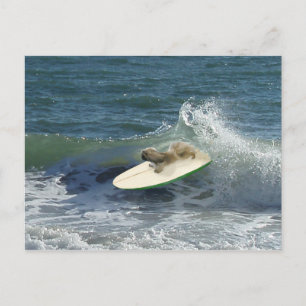 Pekingese Sailors Postcard
