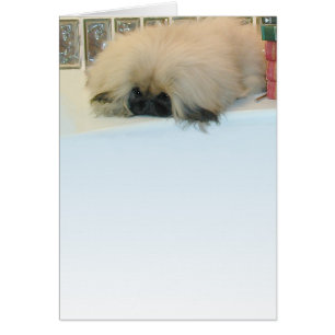 Pekingese Thinking Big