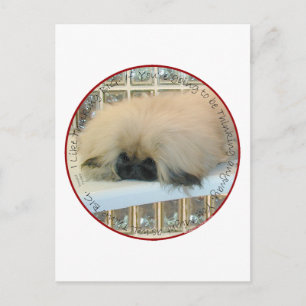Pekingese Thinking Big Postcard