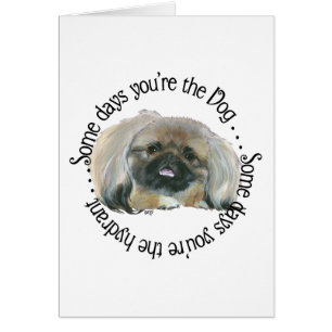 Pekingese Wisdom - Some days . . .
