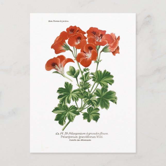 Pelargonium grandiflorum postcard (Front)