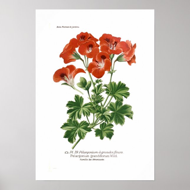 Pelargonium grandiflorum poster (Front)