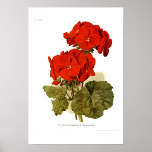 Pelargonium 'His Majesty" Poster