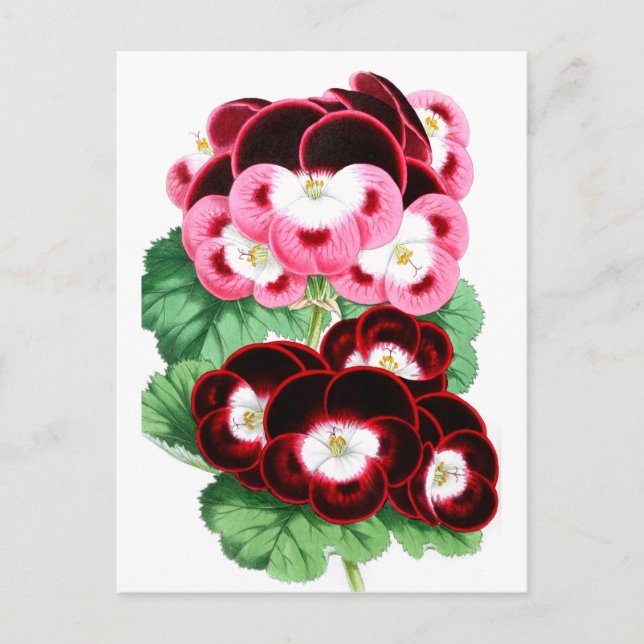 Pelargoniums Postcard (Front)