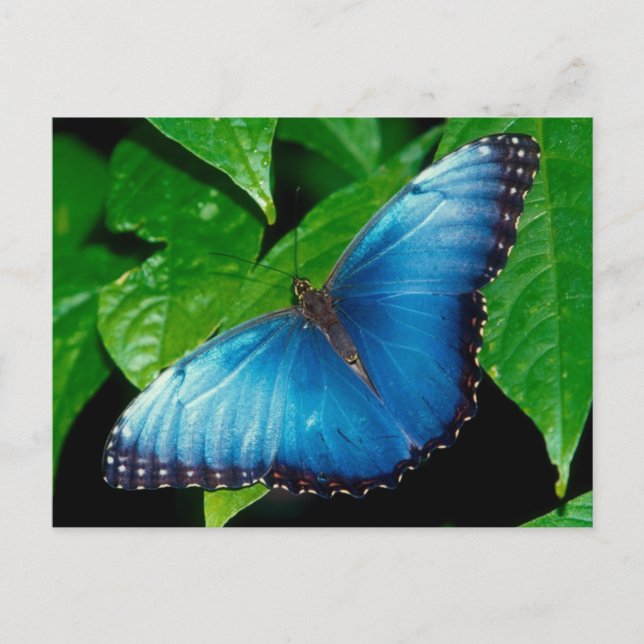 Peleides Blue Morpho (Morpho peleides) Postcard (Front)