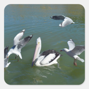 Pelican And The Gate Crashers, Square Sticker