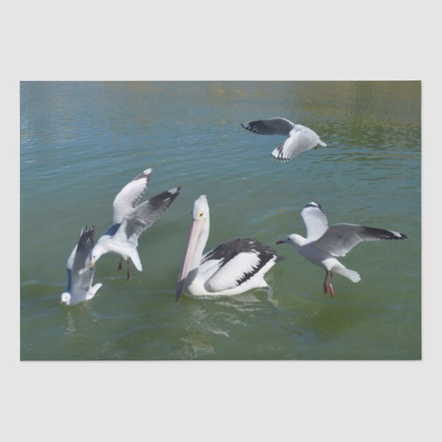 Pelican And The  Gate Crashers,  Tissue Paper (Front)