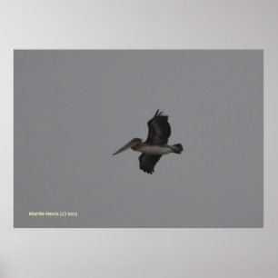 Pelican at Miramar Poster