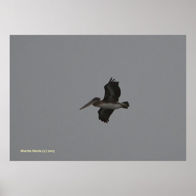 Pelican at Miramar Poster (Front)