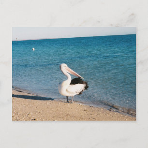 Pelican At Monkey Mia, Western Australia. Postcard
