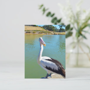 Pelican Back Chat, Postcard
