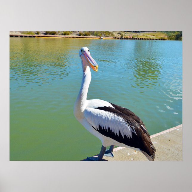 Pelican Back Chat, Wall Poster (Front)