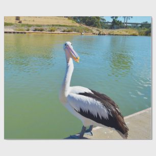 Pelican Back Chat, Wrapping Paper 
