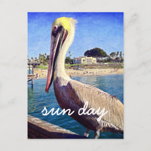 Pelican Beach Bird Photo Sun Day Stylish Script Postcard