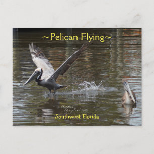 Pelican bird flying Florida Postcard