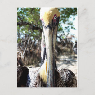 Pelican Bird Sanctuary Key Largo, Florida Postcard
