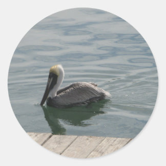 Pelican Bird Swimming on the Water Photograph Classic Round Sticker