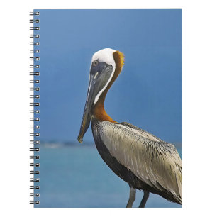 Pelican Bird Watching Photography Notebook