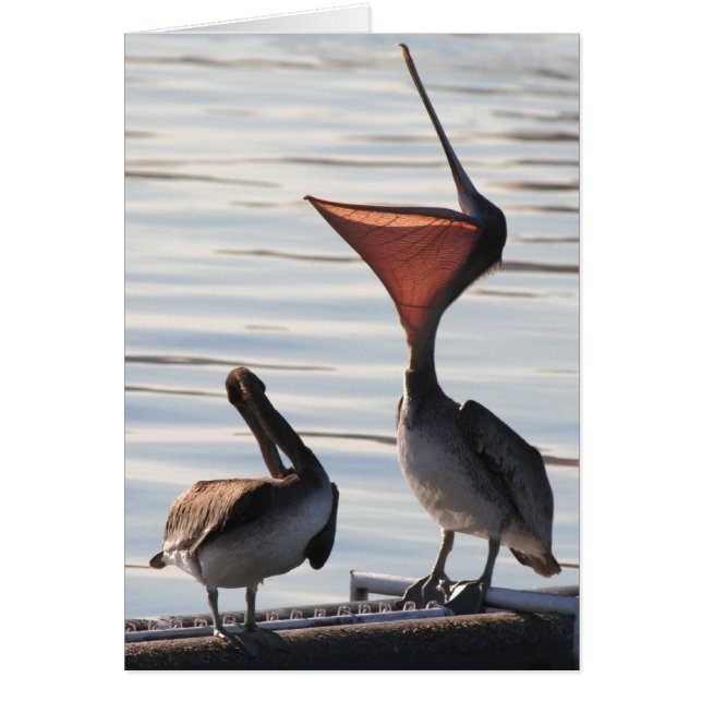 Pelican Birds Wildlife Animals (Front)
