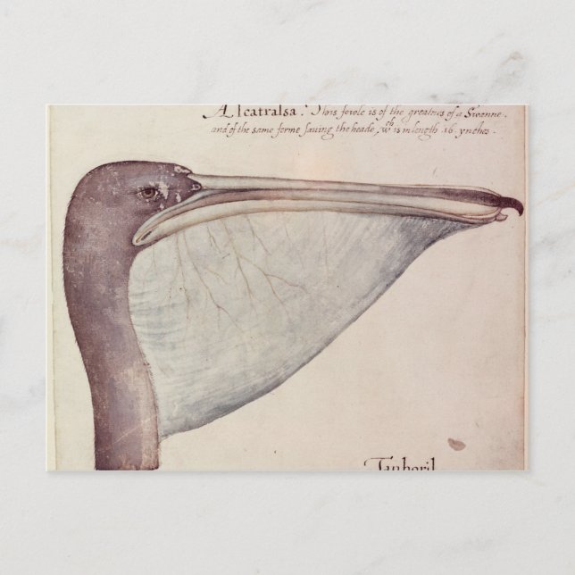 Pelican, c.1590 postcard (Front)