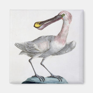 Pelican, c.1767-76 (hand coloured engraving) magnet