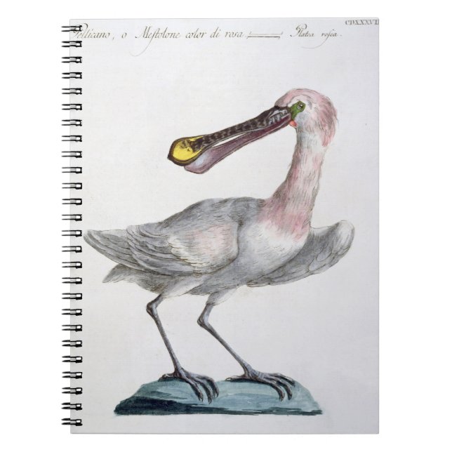 Pelican, c.1767-76 (hand coloured engraving) notebook (Front)