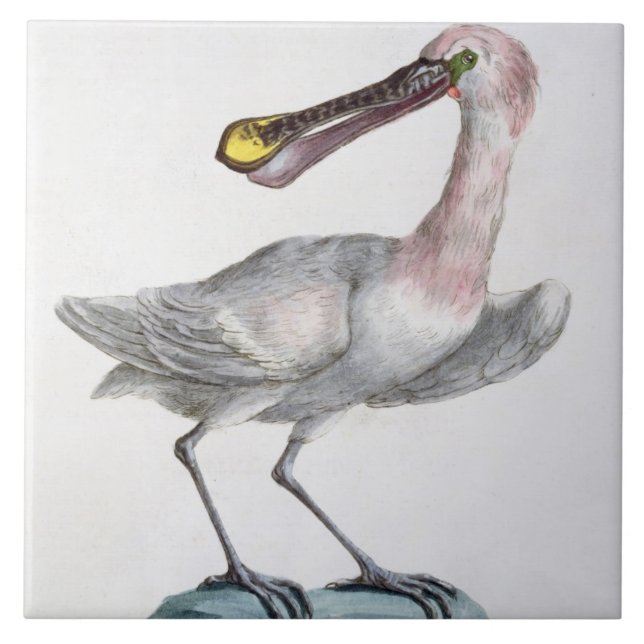 Pelican, c.1767-76 (hand coloured engraving) tile (Front)