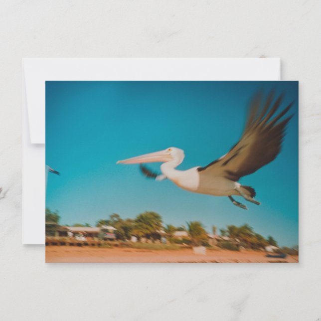 Pelican card (Front)