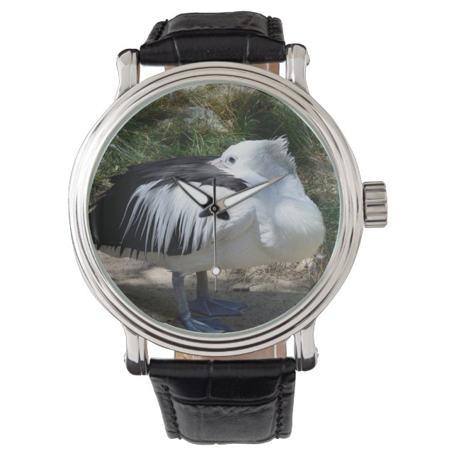 Pelican Cat Napping Standing Up, Watch (Front)