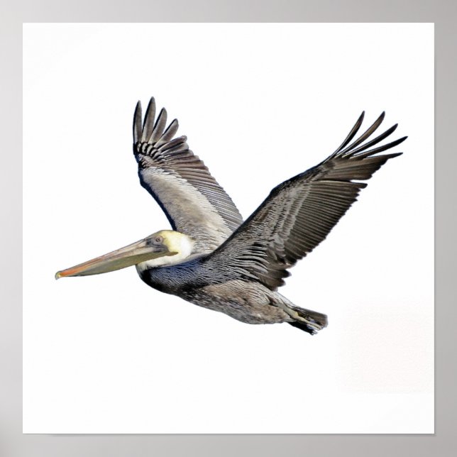 Pelican Clear Poster (Front)