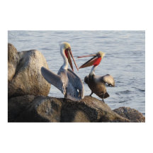 Pelican Discussions - or was it a Joke? 