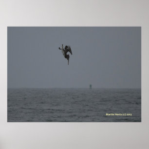 Pelican Dives Poster