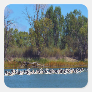 Pelican Fishing Frenzy River Murray, Square Sticker
