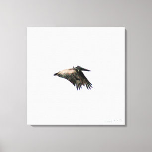 Pelican Flight Ft. Myers, FL 24x24 Canvas Print
