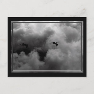 Pelican Flight Postcard