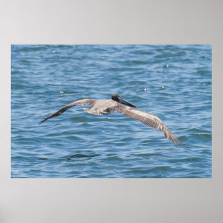 Pelican Flying Low Poster