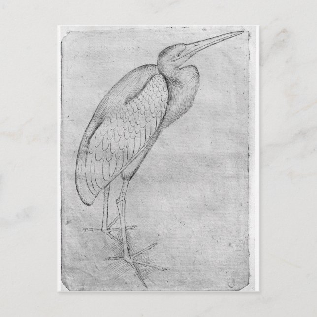 Pelican, from the The Vallardi Album Postcard (Front)