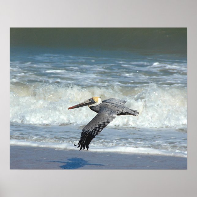 Pelican in flight poster (Front)