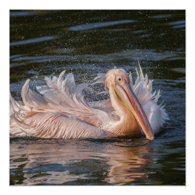 Pelican in Motion Poster (Front)