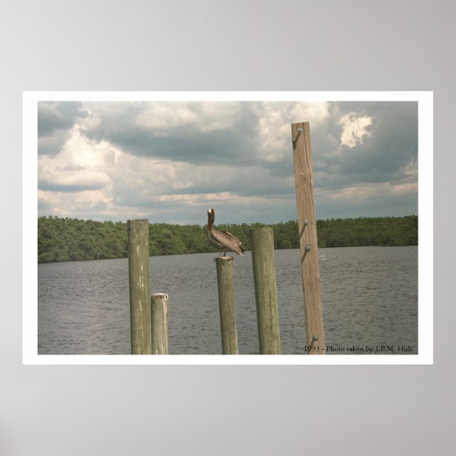 Pelican in the middle poster (Front)