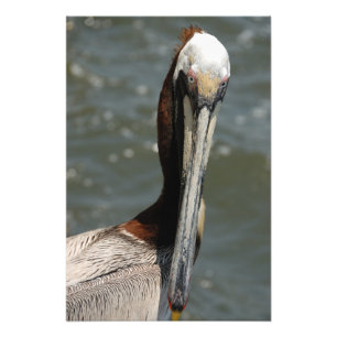 Pelican in the wild photo print