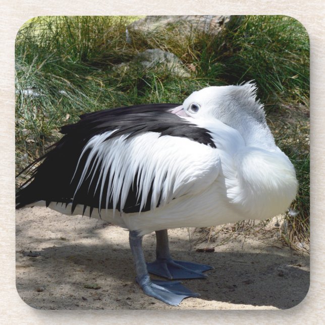 Pelican Is Feeling So Sleepy, Hard plastic coaster (Front)
